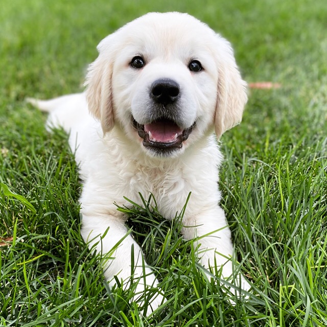 English Cream Golden Retriever