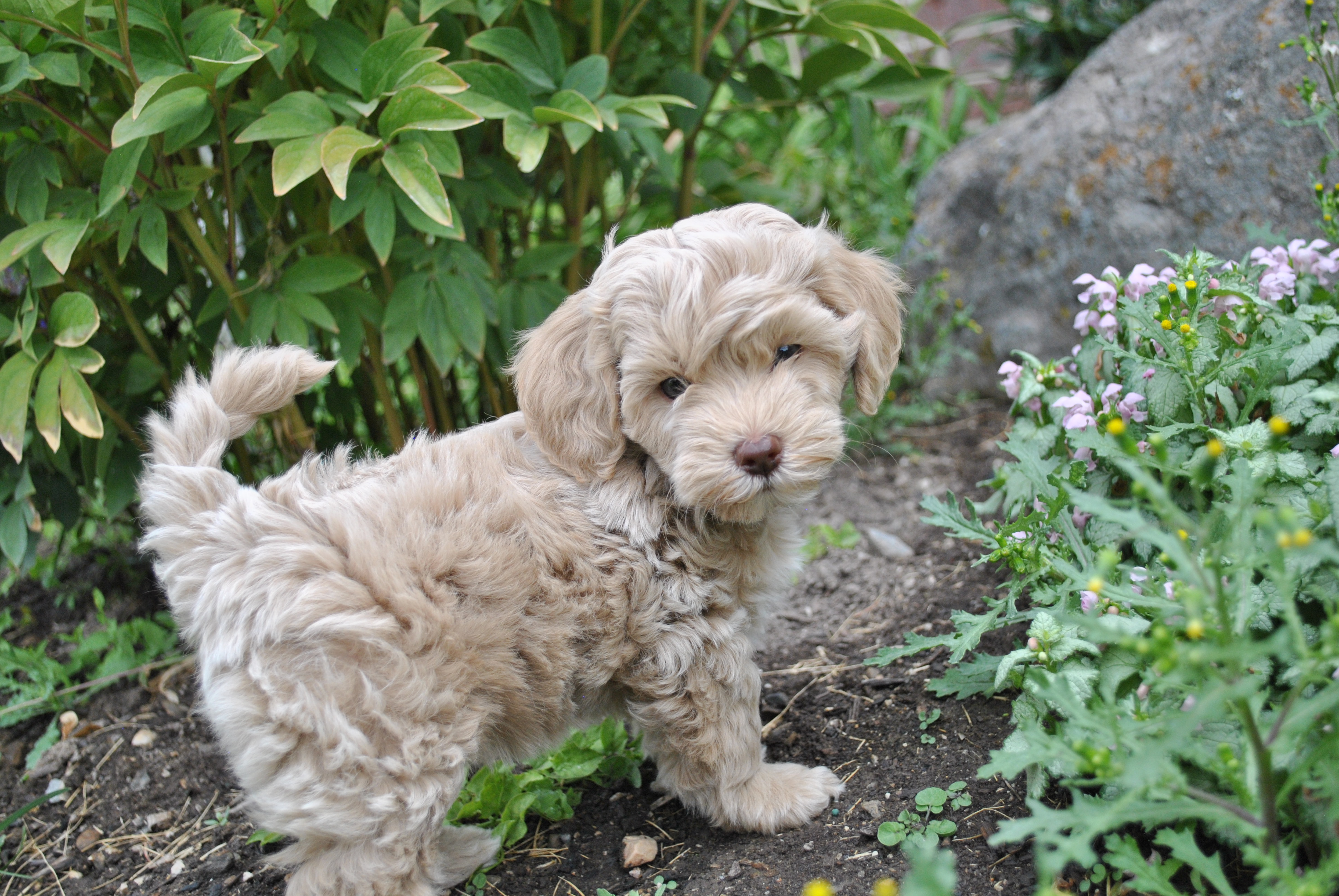 Micro English Cream Goldendoodle