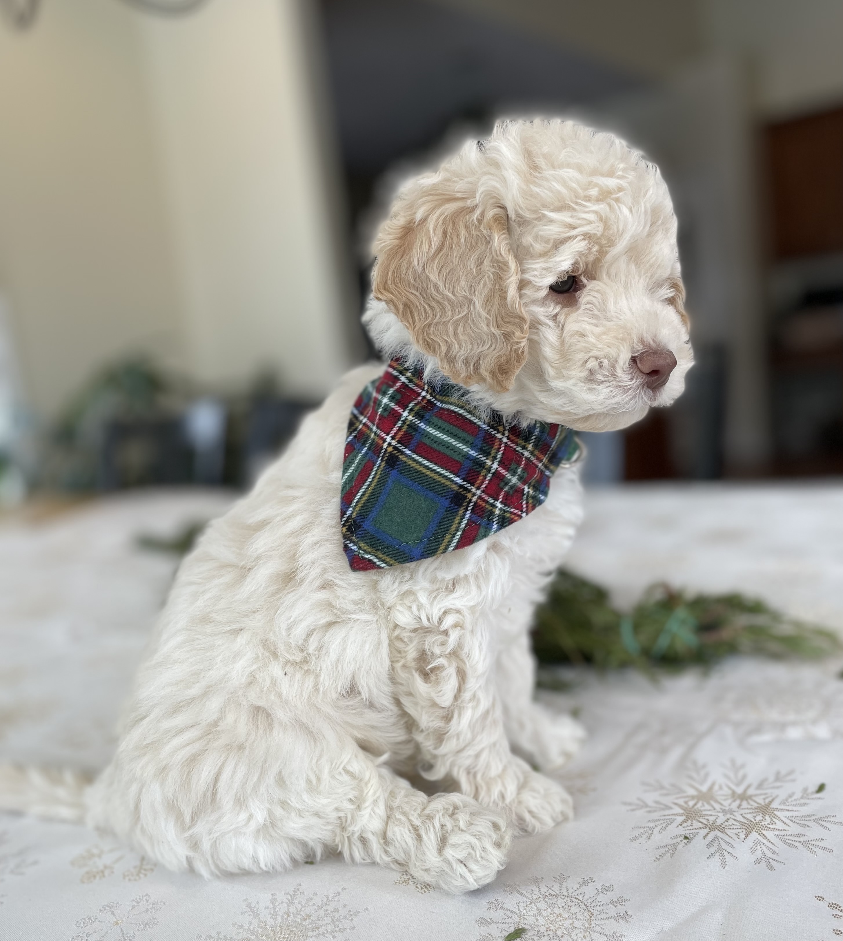 Mini English Cream Goldendoodle