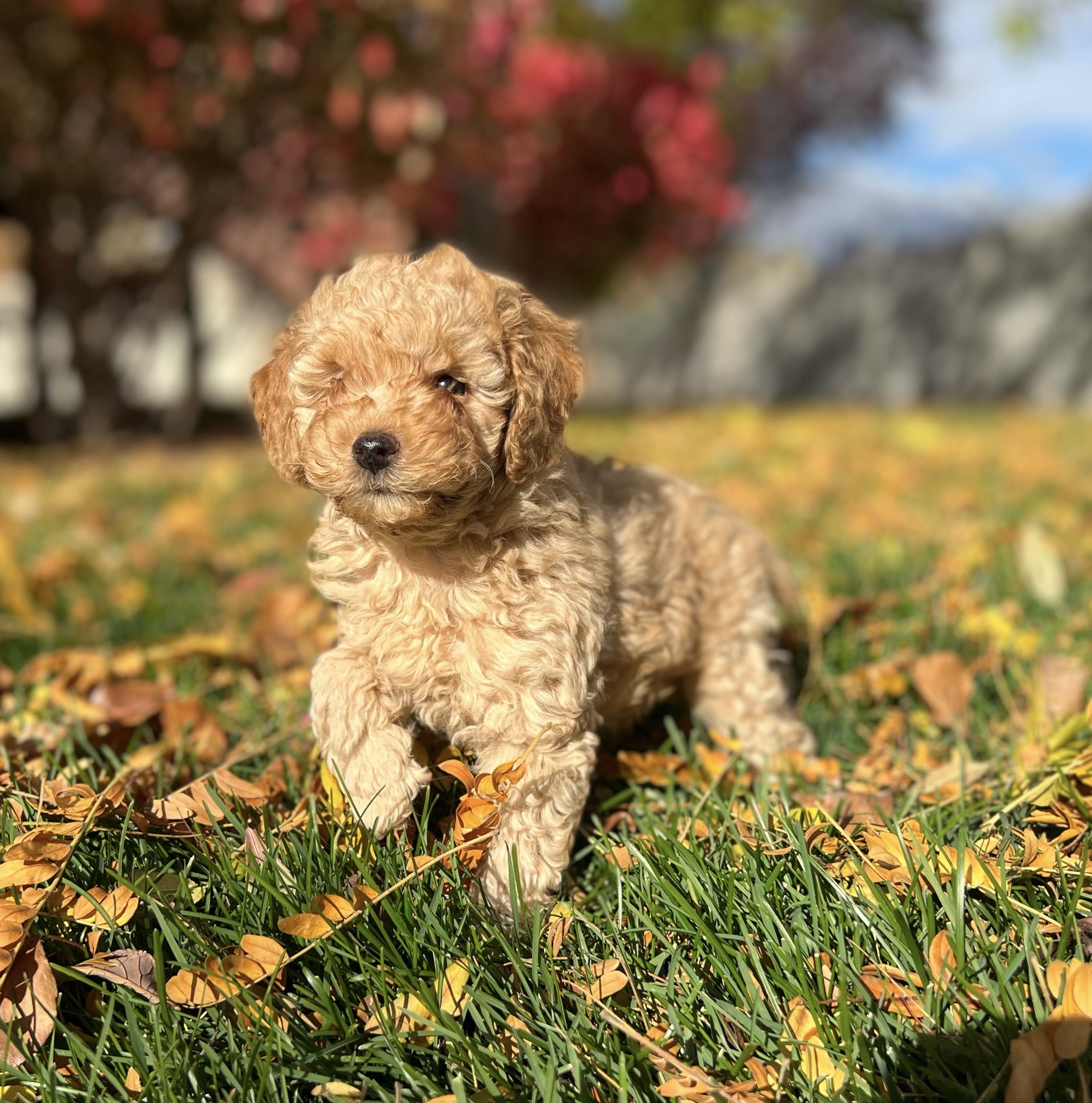 Petite Mini English Cream Goldendoodle