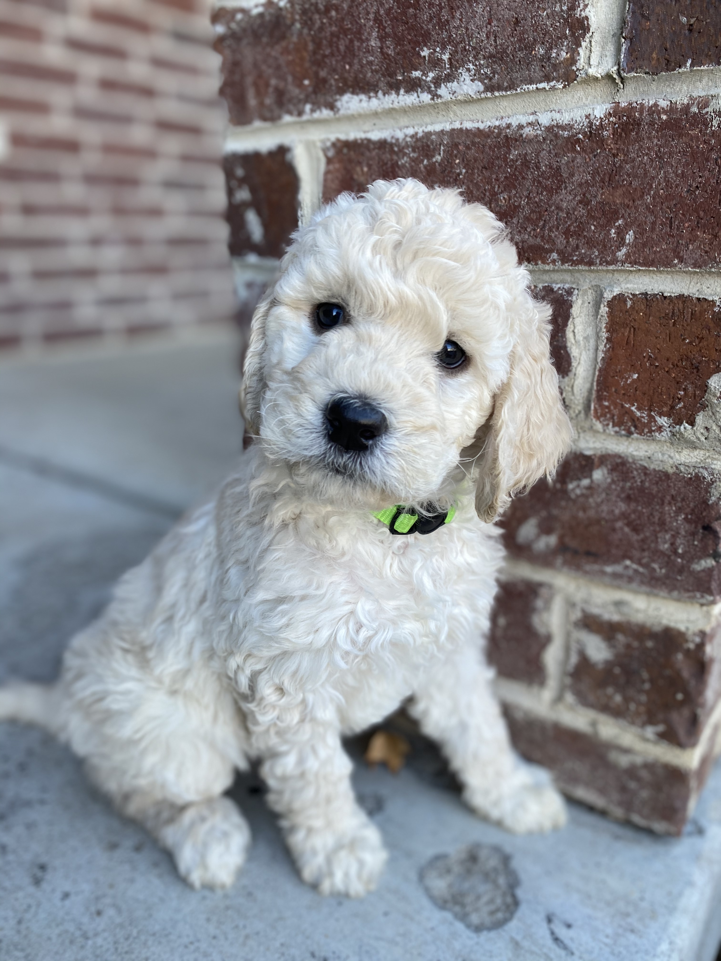 Standard English Cream Goldendoodle