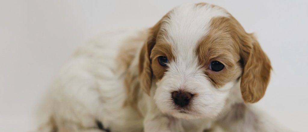 Cavapoo Puppy