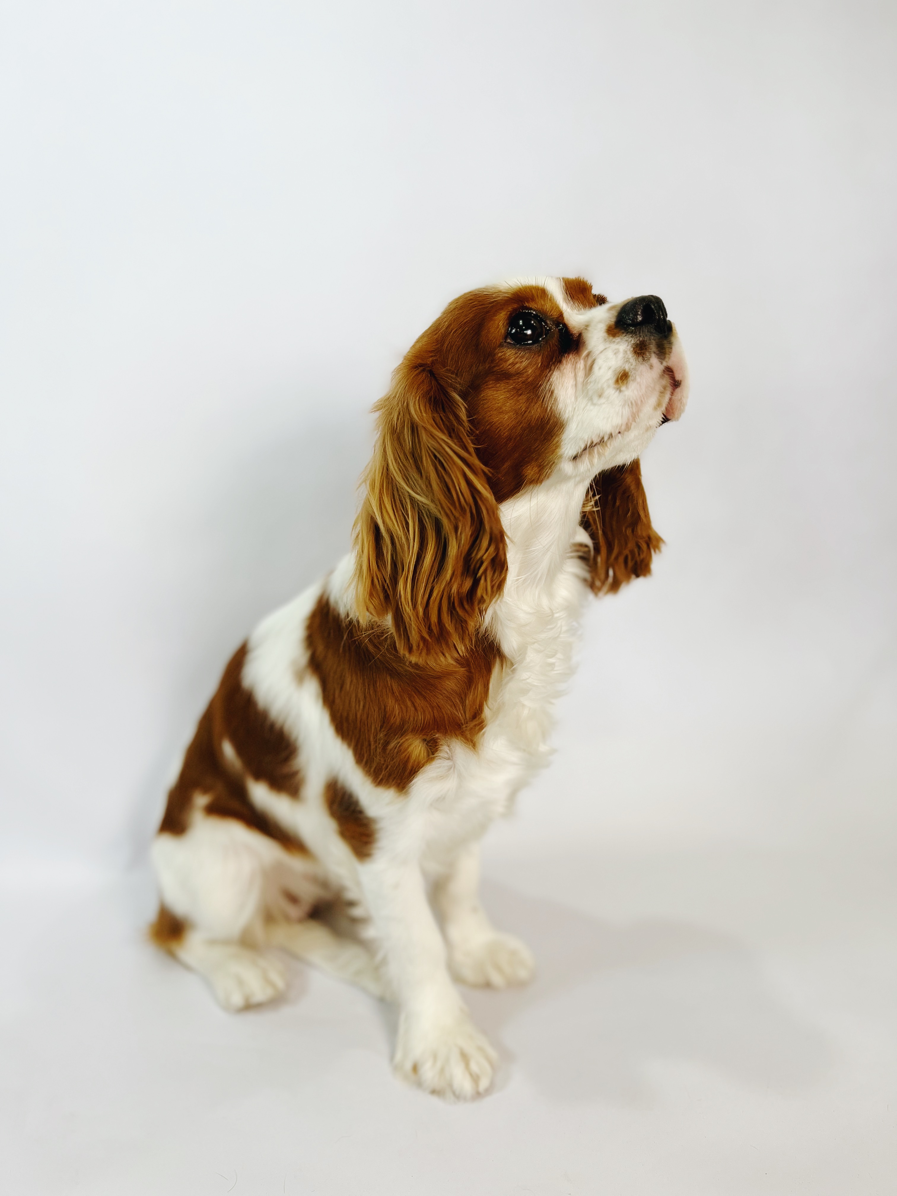 Cavapoo