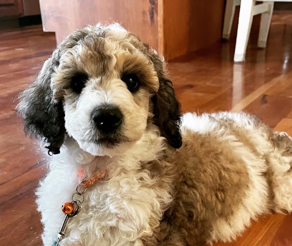 Sadie