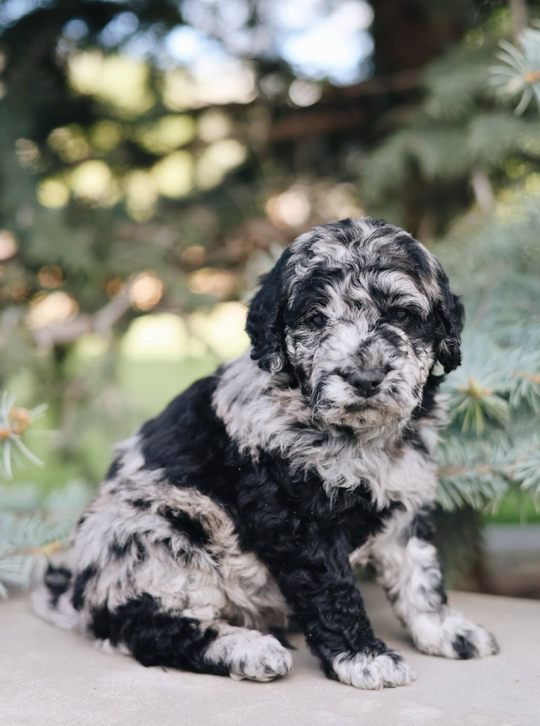 Canterbury Canines gallery photo 5