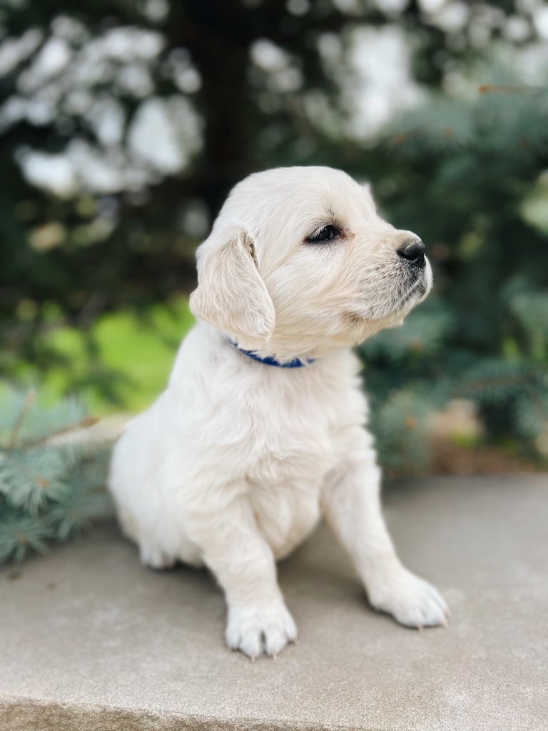Canterbury Canines gallery photo 8