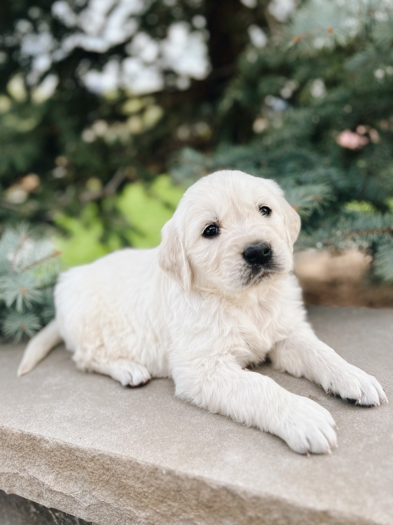 Canterbury Canines gallery photo 18