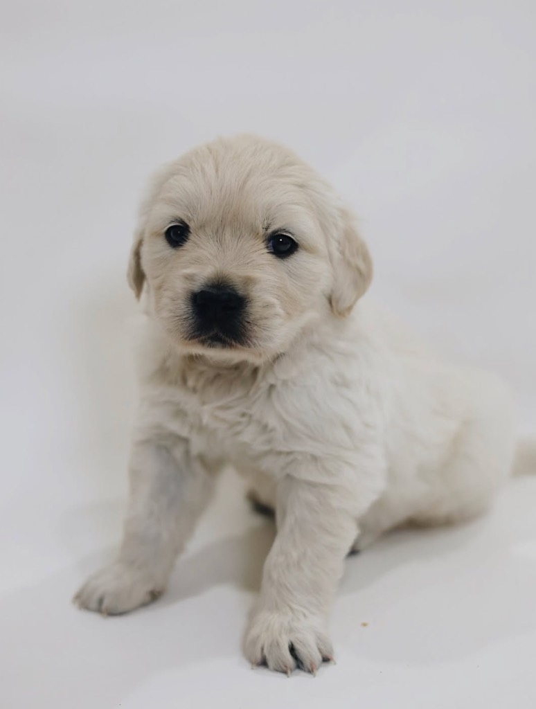 Canterbury Canines gallery photo 1