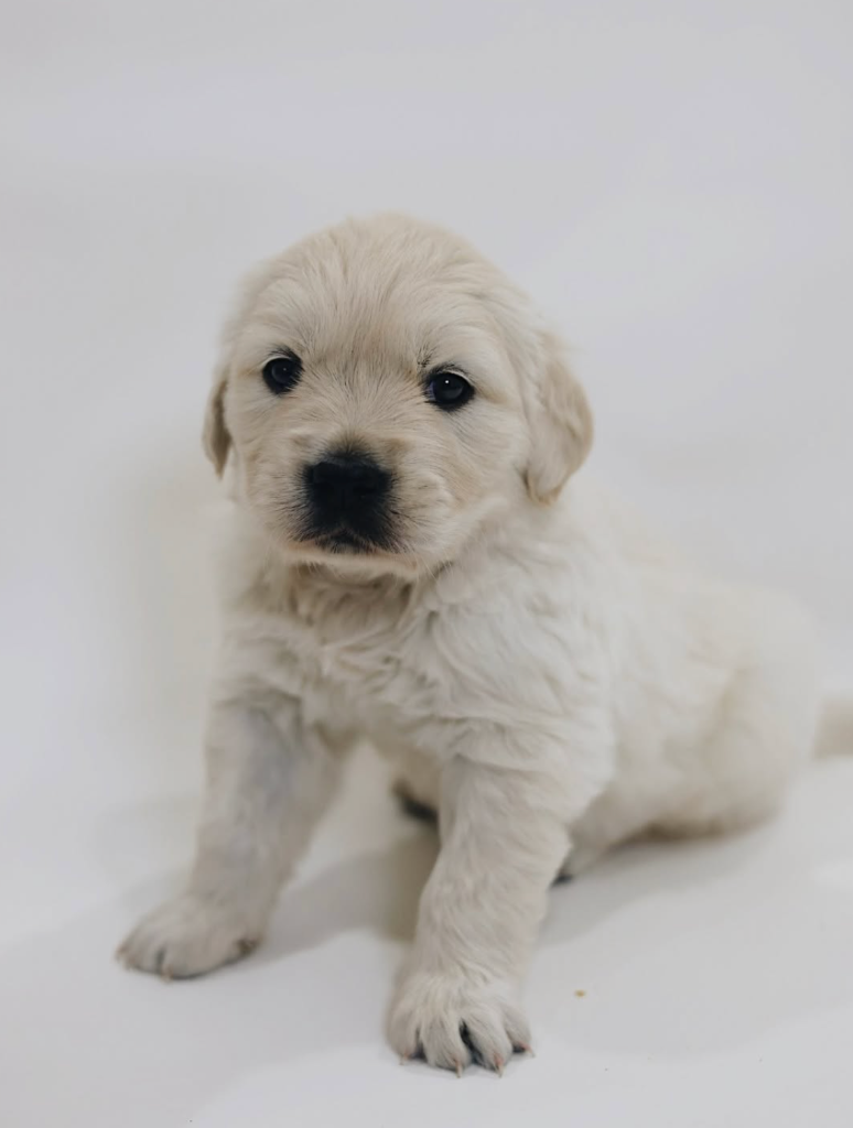 Canterbury Canines gallery photo 1
