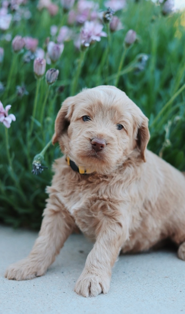 Canterbury Canines gallery photo 2