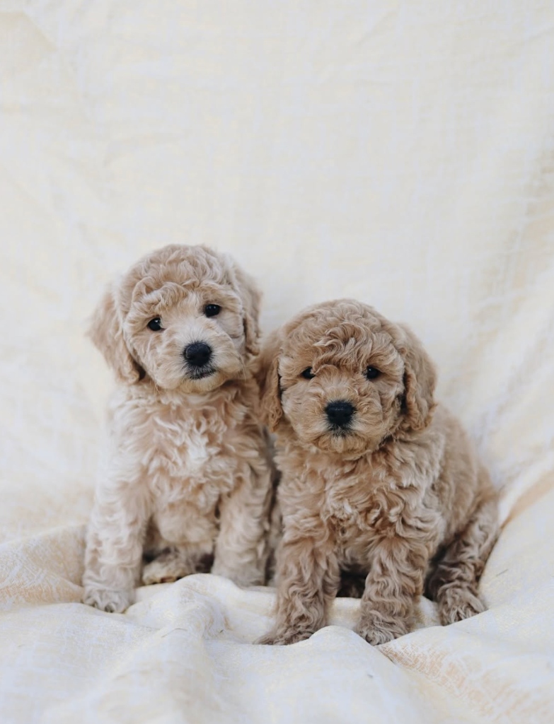 Canterbury Canines gallery photo 3