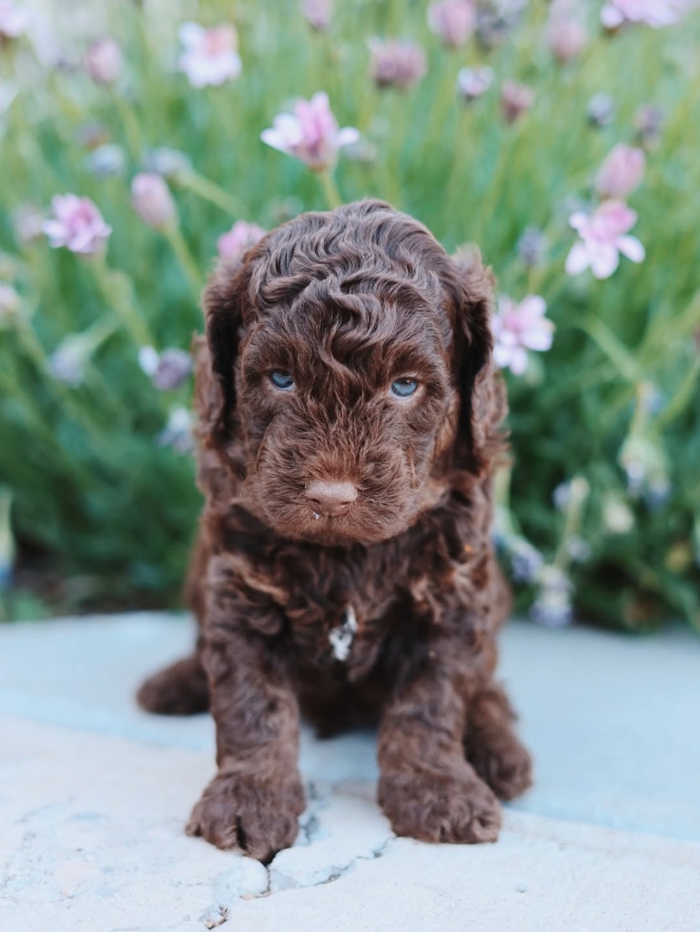 Canterbury Canines gallery photo 4