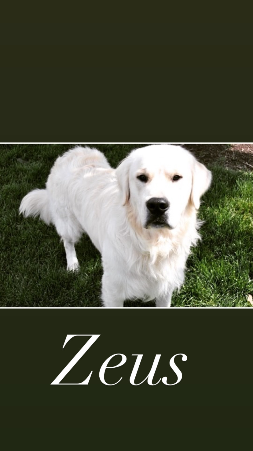 Canterbury Canines gallery photo 23