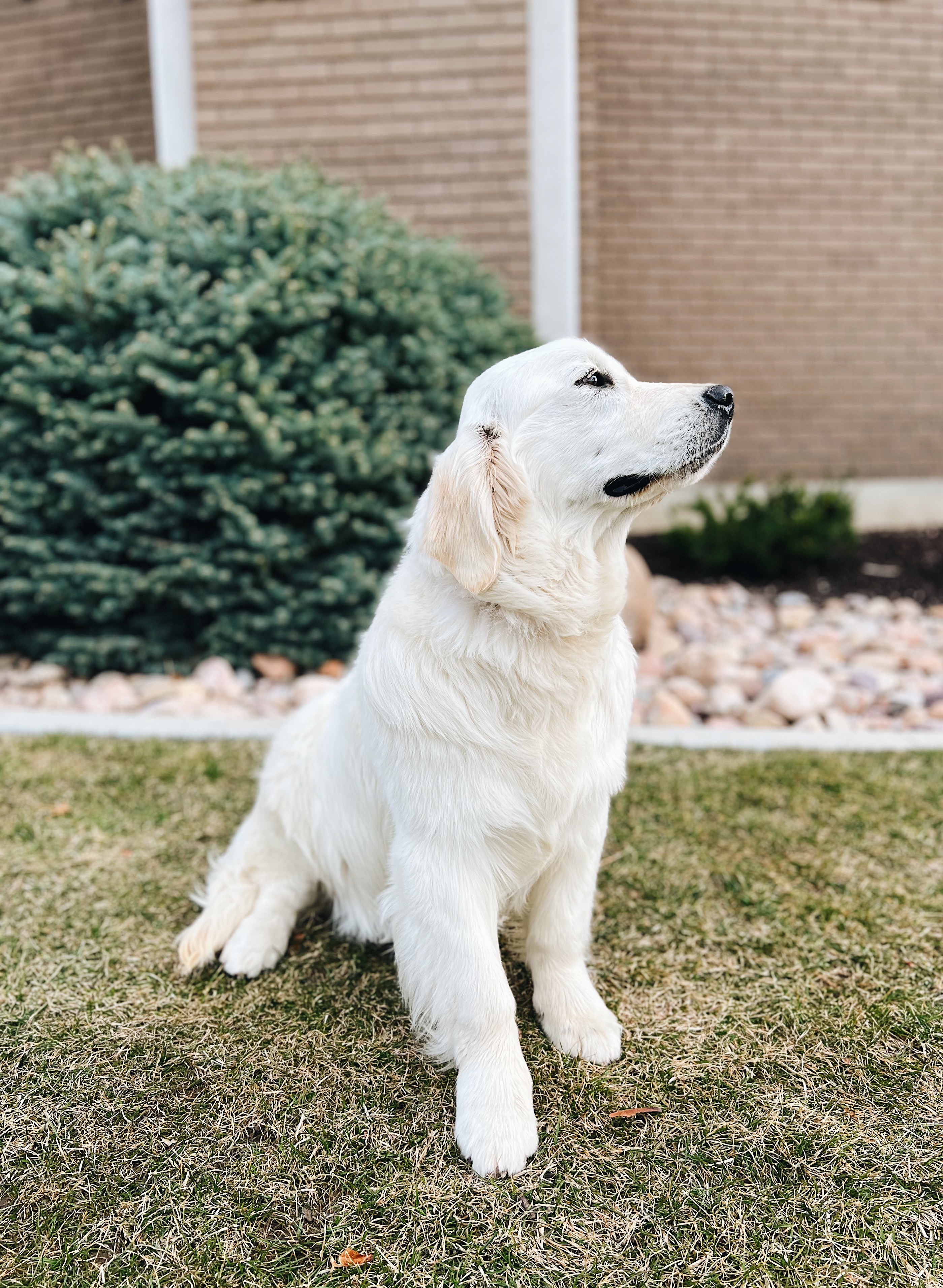 Canterbury Canines gallery photo 19