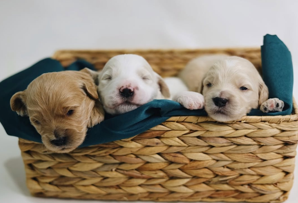 Canterbury Canines gallery photo 9