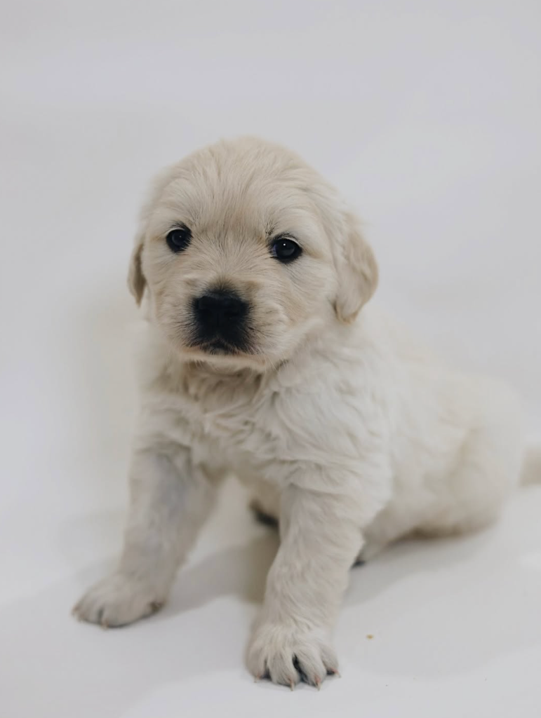 Canterbury Canines gallery photo 7