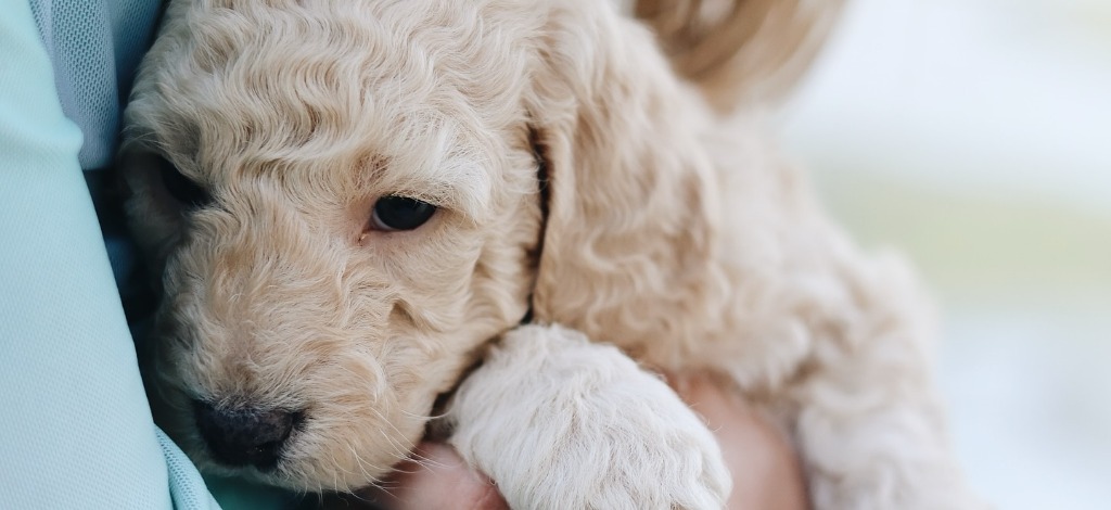 Goldendoodle Puppy