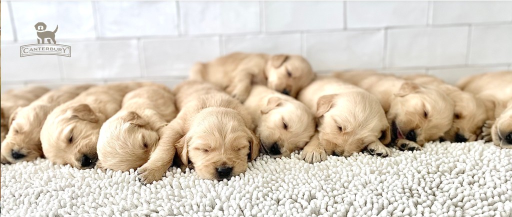 Canterbury Canines Featured Puppies