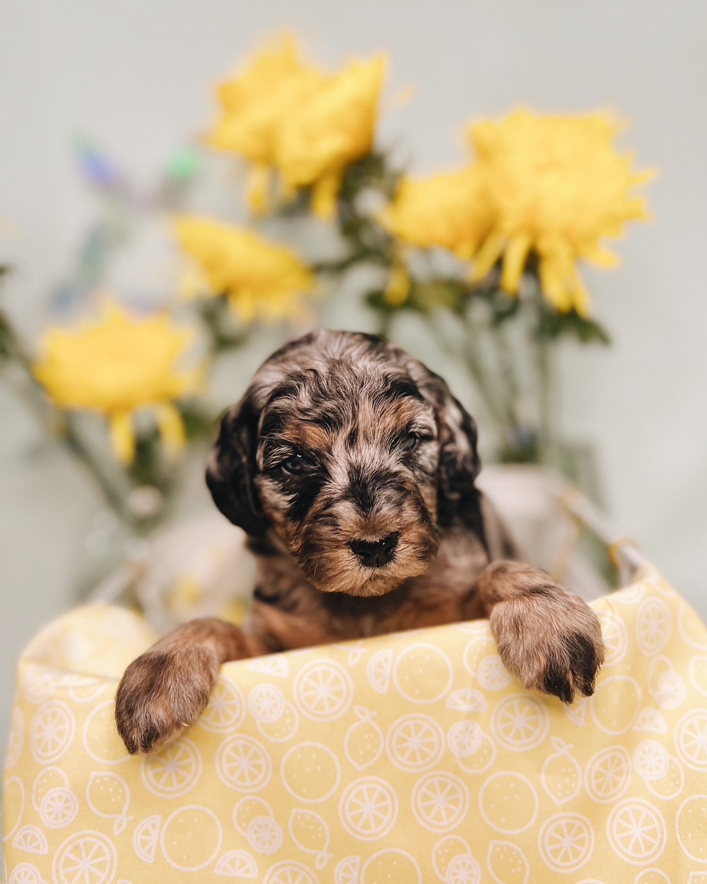 English Cream Goldendoodle Temperament