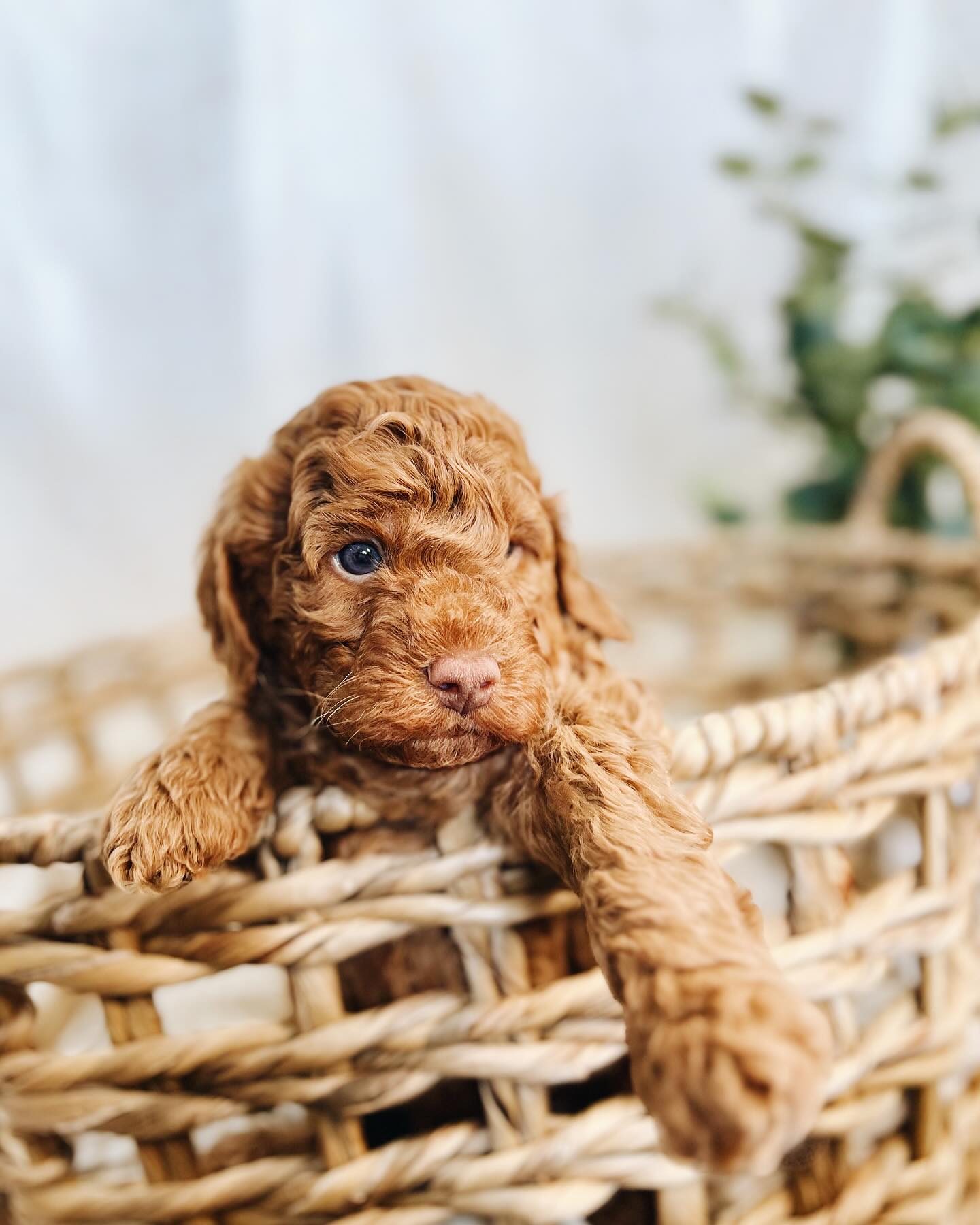 Early Neurological Stimulation for Puppies