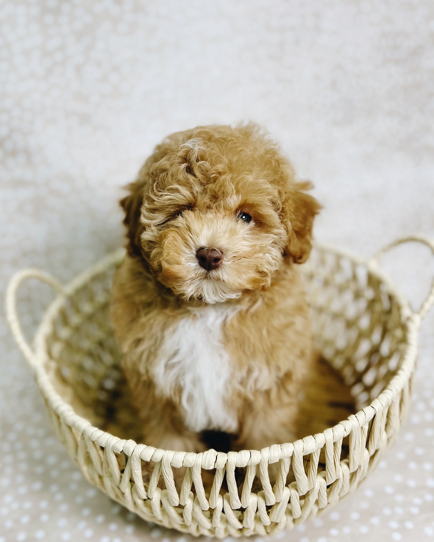 Health Tested Goldendoodles
