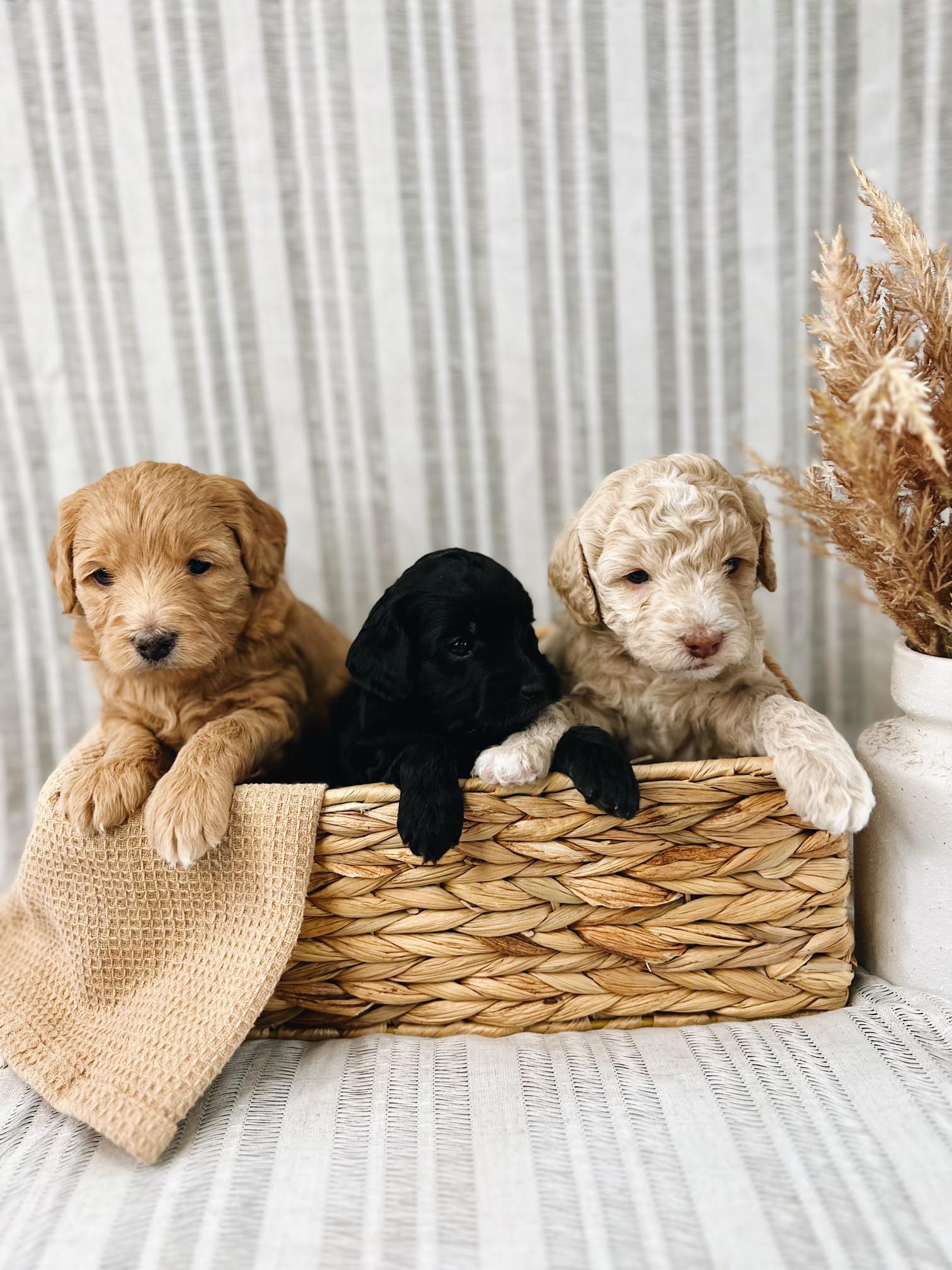 Goldendoodle Puppy Supplies