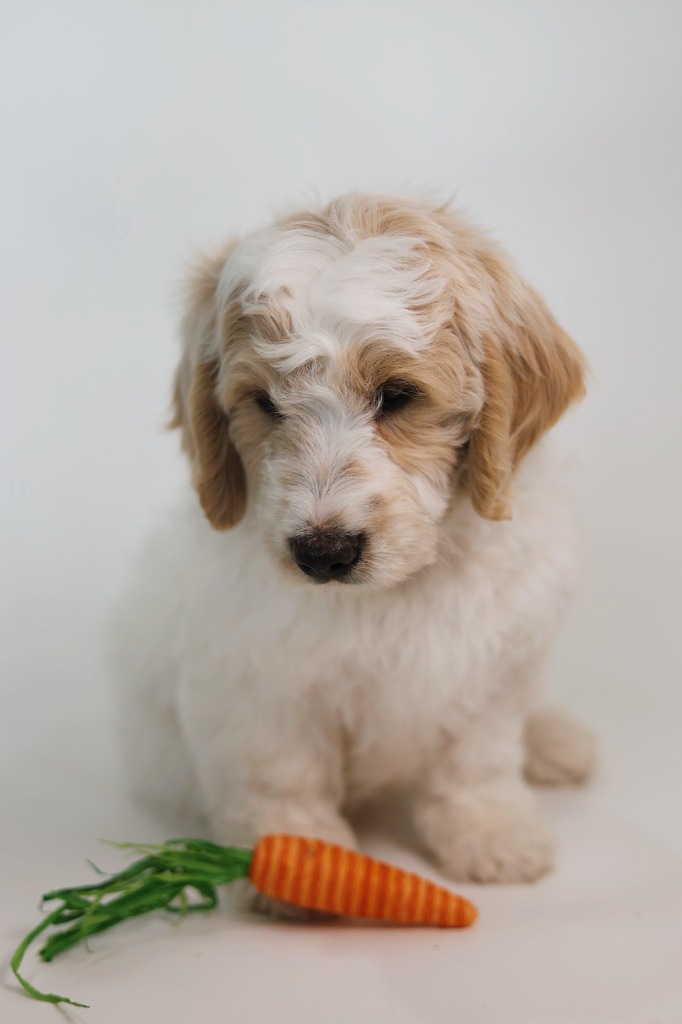 A gentle English Cream Goldendoodle resting calmly