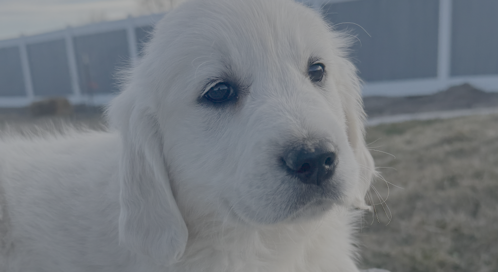 Golden Retriever Puppy