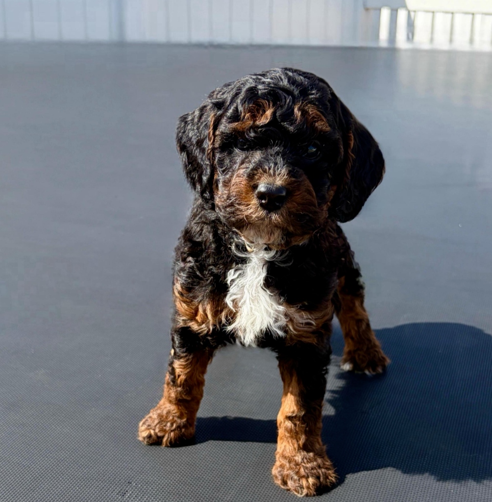 Percival